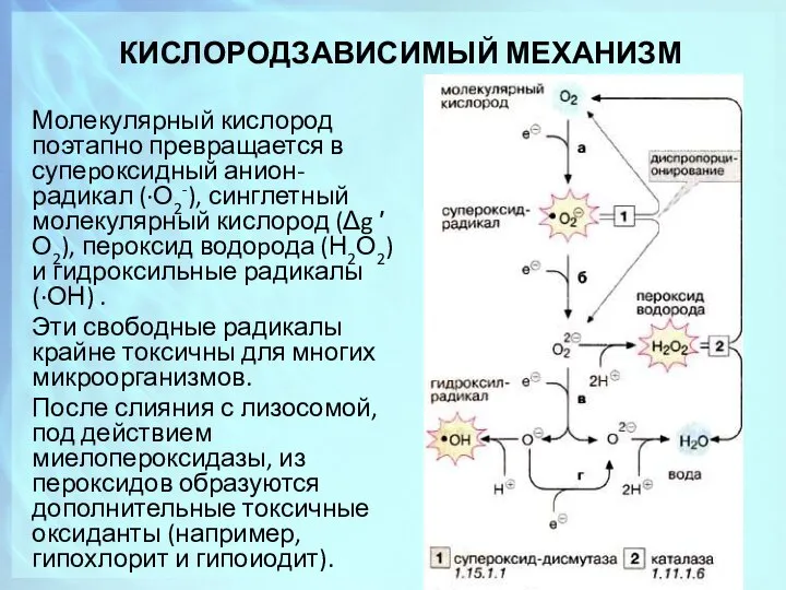 КИСЛОРОДЗАВИСИМЫЙ МЕХАНИЗМ Молекулярный кислород поэтапно превращается в супеpоксидный анион-радикал (∙О2-), синглетный