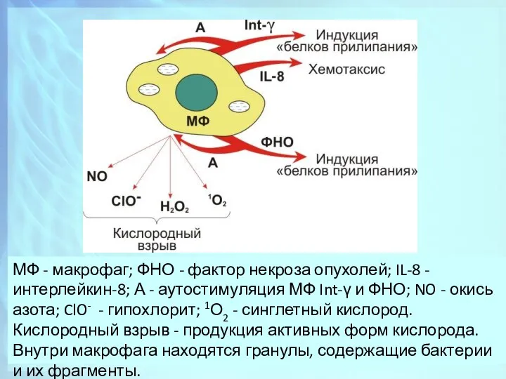 МФ - макрофаг; ФНО - фактор некроза опухолей; IL-8 - интерлейкин-8;