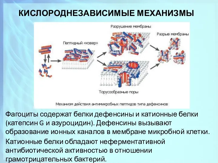 КИСЛОРОДНЕЗАВИСИМЫЕ МЕХАНИЗМЫ Фагоциты содержат белки дефенсины и катионные белки (катепсин G