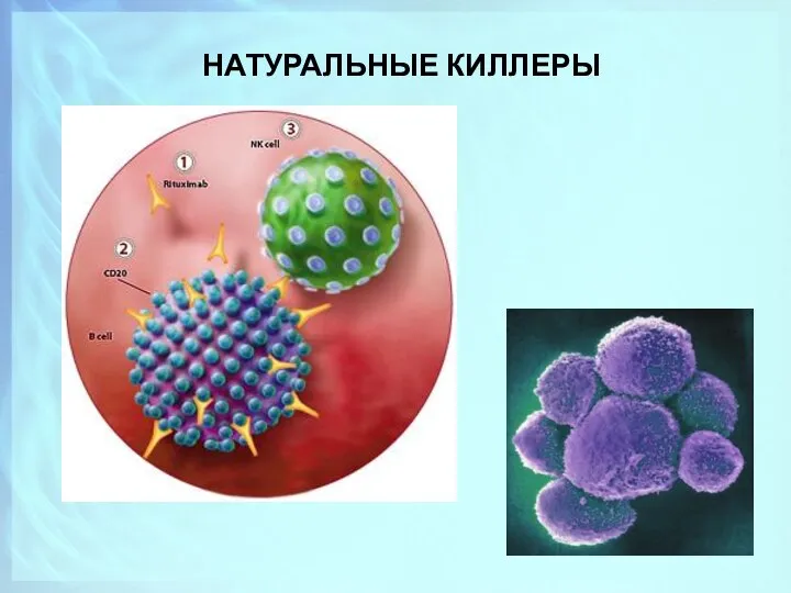 НАТУРАЛЬНЫЕ КИЛЛЕРЫ