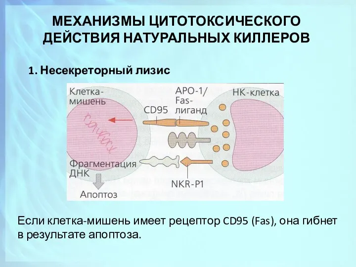 МЕХАНИЗМЫ ЦИТОТОКСИЧЕСКОГО ДЕЙСТВИЯ НАТУРАЛЬНЫХ КИЛЛЕРОВ 1. Несекреторный лизис Если клетка-мишень имеет