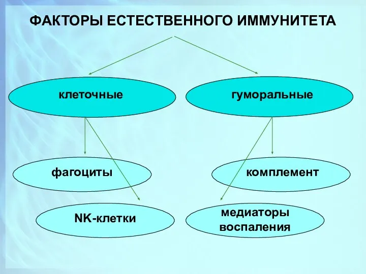 ФАКТОРЫ ЕСТЕСТВЕННОГО ИММУНИТЕТА клеточные гуморальные фагоциты NK-клетки комплемент медиаторы воспаления