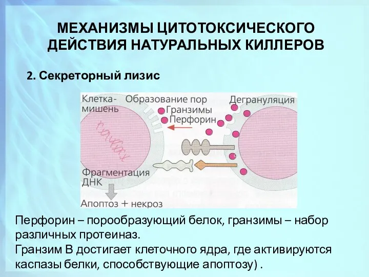 МЕХАНИЗМЫ ЦИТОТОКСИЧЕСКОГО ДЕЙСТВИЯ НАТУРАЛЬНЫХ КИЛЛЕРОВ 2. Секреторный лизис Перфорин – порообразующий