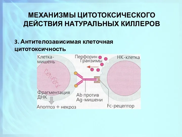 МЕХАНИЗМЫ ЦИТОТОКСИЧЕСКОГО ДЕЙСТВИЯ НАТУРАЛЬНЫХ КИЛЛЕРОВ 3. Антителозависимая клеточная цитотоксичность