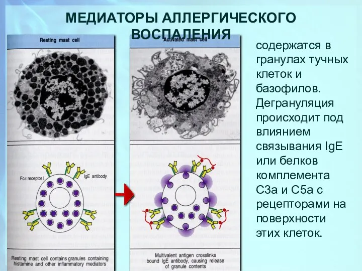 МЕДИАТОРЫ АЛЛЕРГИЧЕСКОГО ВОСПАЛЕНИЯ содержатся в гранулах тучных клеток и базофилов. Дегрануляция