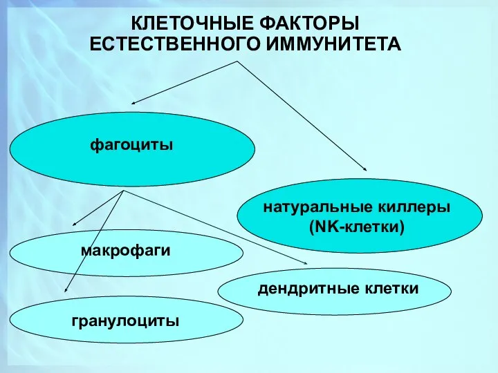 КЛЕТОЧНЫЕ ФАКТОРЫ ЕСТЕСТВЕННОГО ИММУНИТЕТА фагоциты натуральные киллеры (NK-клетки) макрофаги гранулоциты дендритные клетки