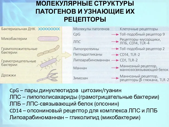 МОЛЕКУЛЯРНЫЕ СТРУКТУРЫ ПАТОГЕНОВ И УЗНАЮЩИЕ ИХ РЕЦЕПТОРЫ CpG – пары динуклеотидов