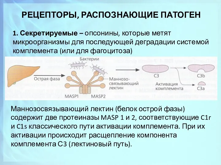 РЕЦЕПТОРЫ, РАСПОЗНАЮЩИЕ ПАТОГЕН 1. Секретируемые – опсонины, которые метят микроорганизмы для