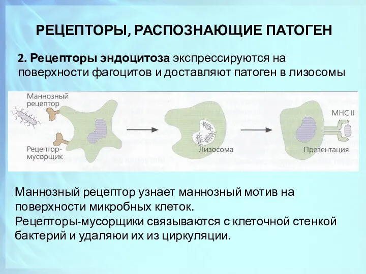 РЕЦЕПТОРЫ, РАСПОЗНАЮЩИЕ ПАТОГЕН 2. Рецепторы эндоцитоза экспрессируются на поверхности фагоцитов и