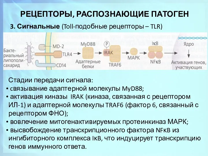 РЕЦЕПТОРЫ, РАСПОЗНАЮЩИЕ ПАТОГЕН 3. Сигнальные (Toll-подобные рецепторы – TLR) Стадии передачи