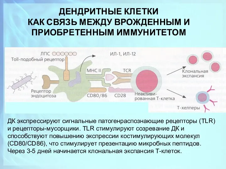 ДЕНДРИТНЫЕ КЛЕТКИ КАК СВЯЗЬ МЕЖДУ ВРОЖДЕННЫМ И ПРИОБРЕТЕННЫМ ИММУНИТЕТОМ ДК экспрессируют