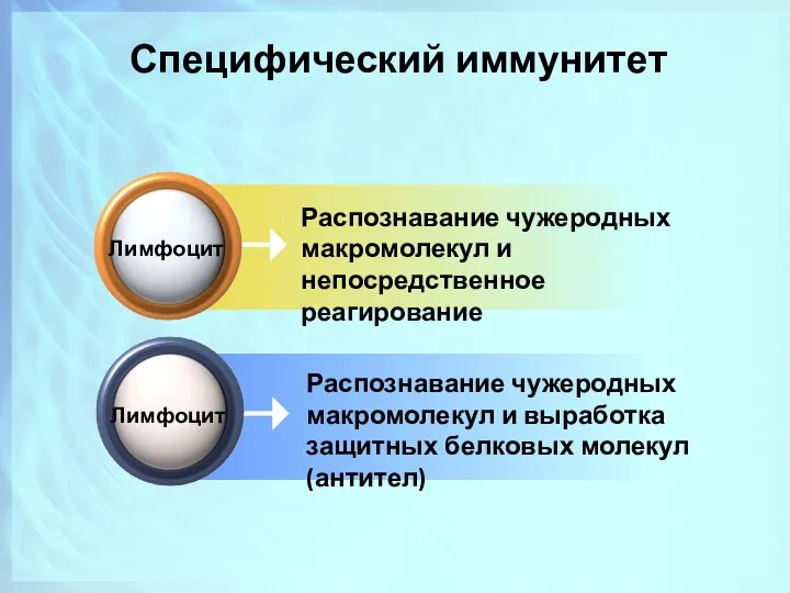 Распознавание чужеродных макромолекул и непосредственное реагирование Специфический иммунитет Лимфоцит Распознавание чужеродных