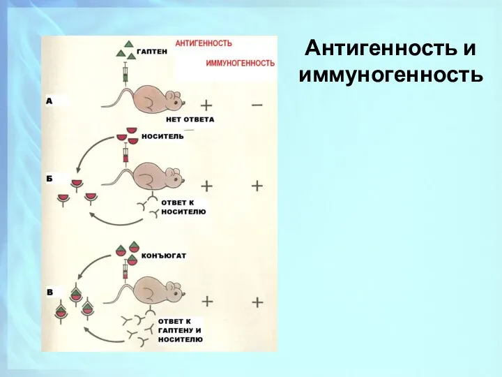 Антигенность и иммуногенность