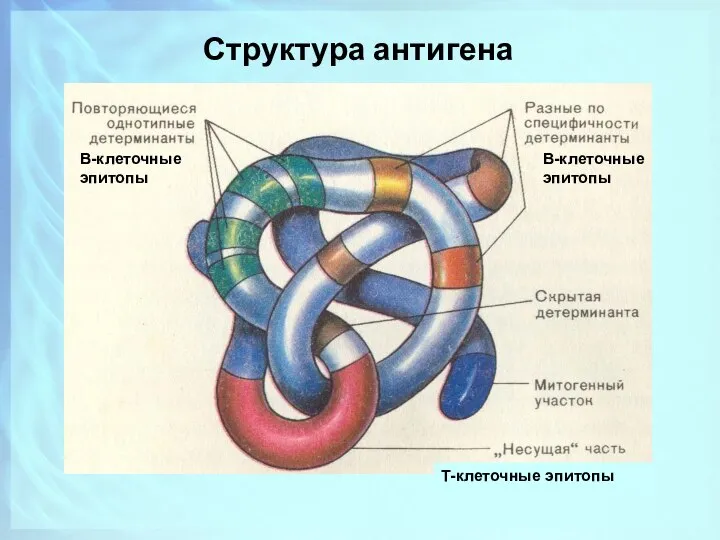 Структура антигена В-клеточные эпитопы В-клеточные эпитопы Т-клеточные эпитопы