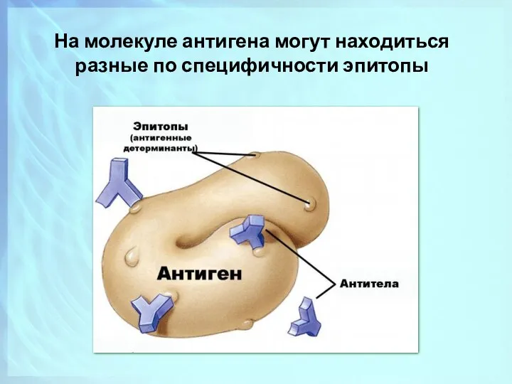 На молекуле антигена могут находиться разные по специфичности эпитопы