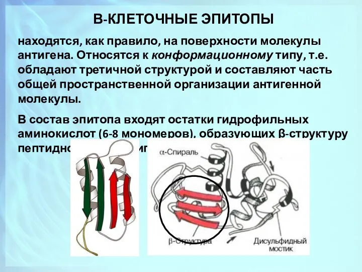 В-КЛЕТОЧНЫЕ ЭПИТОПЫ находятся, как правило, на поверхности молекулы антигена. Относятся к