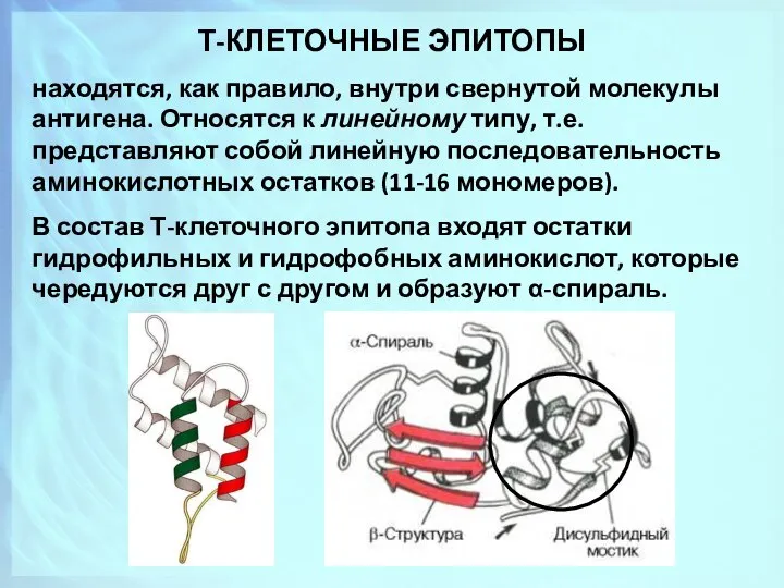 Т-КЛЕТОЧНЫЕ ЭПИТОПЫ находятся, как правило, внутри свернутой молекулы антигена. Относятся к