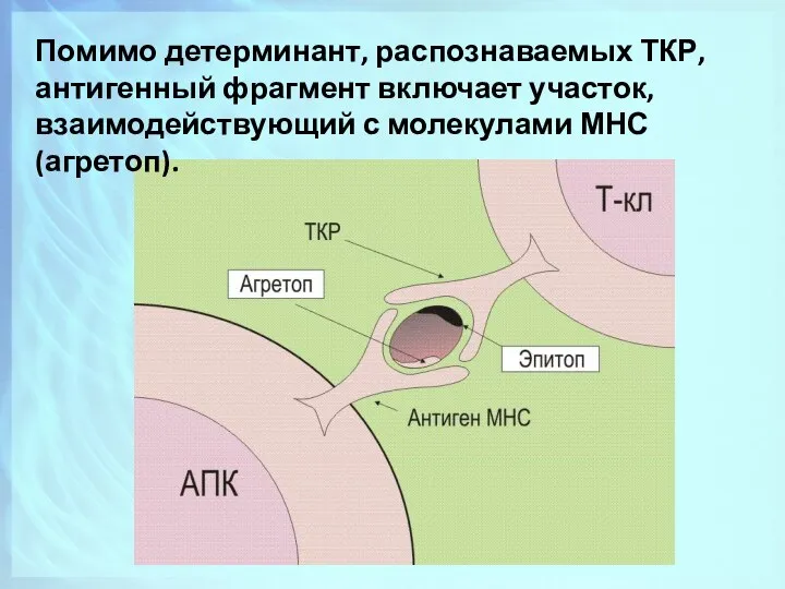 Помимо детерминант, распознаваемых ТКР, антигенный фрагмент включает участок, взаимодействующий с молекулами МНС (агретоп).