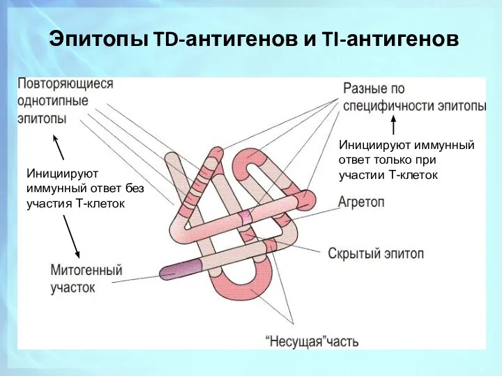 Инициируют иммунный ответ без участия Т-клеток Инициируют иммунный ответ только при