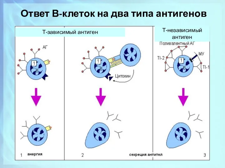 Т-зависимый антиген Т-независимый антиген Ответ В-клеток на два типа антигенов