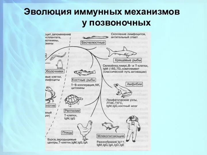 Эволюция иммунных механизмов у позвоночных