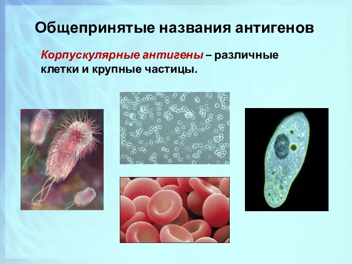 Общепринятые названия антигенов Корпускулярные антигены – различные клетки и крупные частицы.