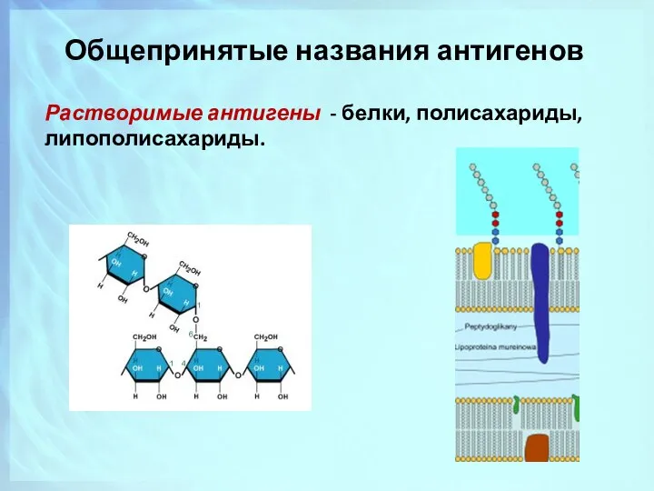 Общепринятые названия антигенов Растворимые антигены - белки, полисахариды, липополисахариды. ЛПС