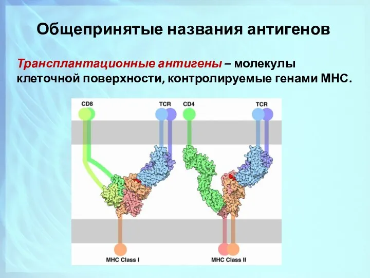 Общепринятые названия антигенов Трансплантационные антигены – молекулы клеточной поверхности, контролируемые генами МНС.