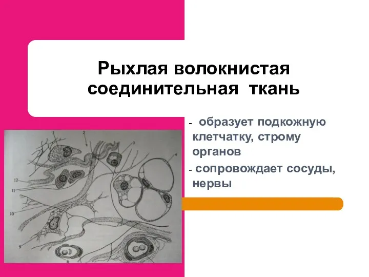 Рыхлая волокнистая соединительная ткань образует подкожную клетчатку, строму органов сопровождает сосуды, нервы