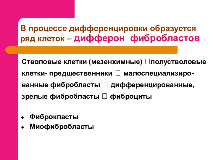 В процессе дифференцировки образуется ряд клеток – дифферон фибробластов Стволовые клетки