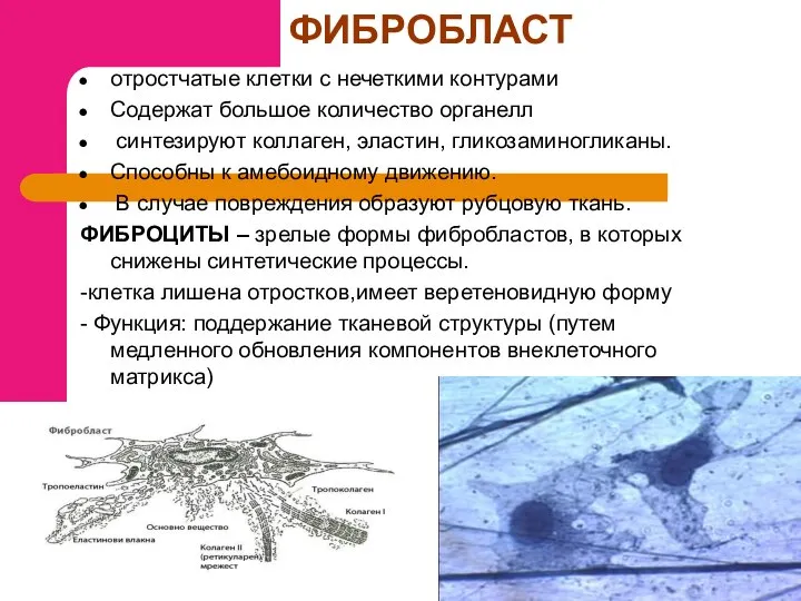 ФИБРОБЛАСТ отростчатые клетки с нечеткими контурами Содержат большое количество органелл синтезируют