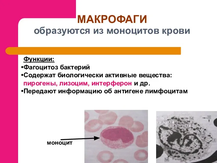 МАКРОФАГИ образуются из моноцитов крови моноцит Функции: Фагоцитоз бактерий Содержат биологически