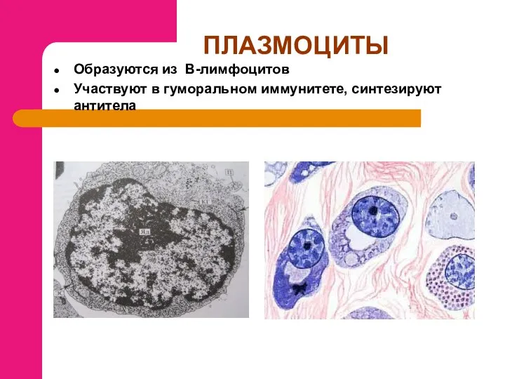 ПЛАЗМОЦИТЫ Образуются из В-лимфоцитов Участвуют в гуморальном иммунитете, синтезируют антитела