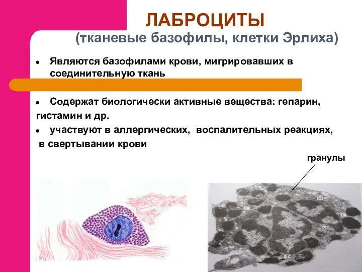 ЛАБРОЦИТЫ (тканевые базофилы, клетки Эрлиха) Являются базофилами крови, мигрировавших в соединительную