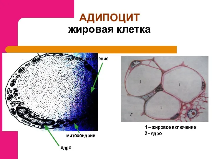 АДИПОЦИТ жировая клетка жировое включение ядро митохондрии 1 – жировое включение 2 - ядро