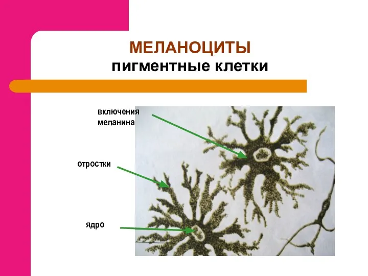 МЕЛАНОЦИТЫ пигментные клетки включения меланина отростки ядро