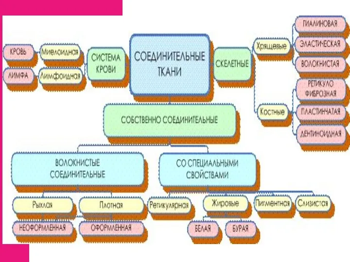 Соединительные ткани Собственно Специализированные Скелетные Кровь соединительные волокнистые Слизистая Хрящевые Рыхлая Плотные Ретикулярная Костные Пигментная Жировая