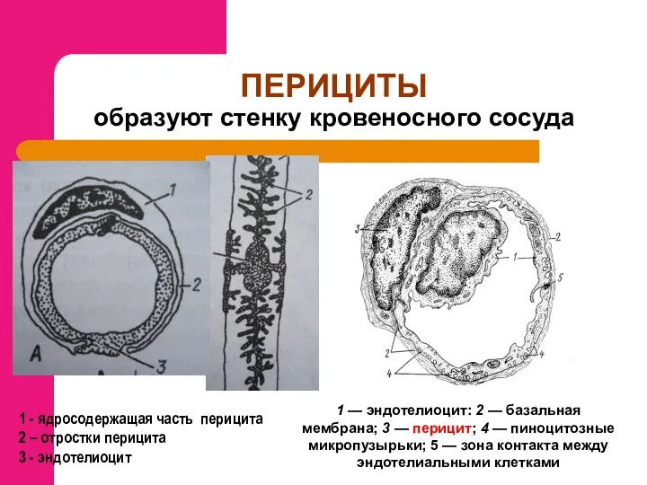 ПЕРИЦИТЫ образуют стенку кровеносного сосуда 1 - ядросодержащая часть перицита 2