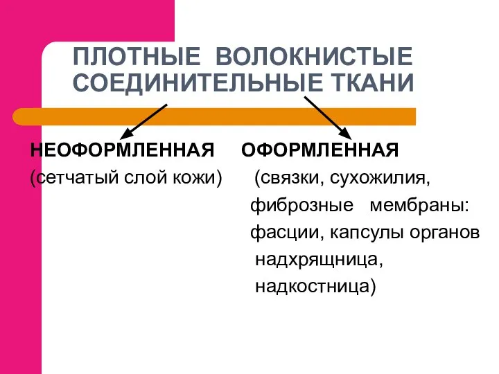 ПЛОТНЫЕ ВОЛОКНИСТЫЕ СОЕДИНИТЕЛЬНЫЕ ТКАНИ НЕОФОРМЛЕННАЯ ОФОРМЛЕННАЯ (сетчатый слой кожи) (связки, сухожилия,