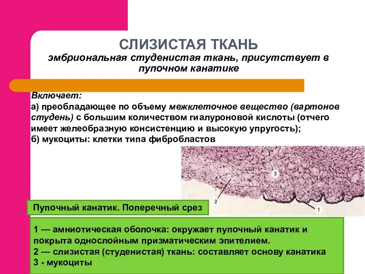 СЛИЗИСТАЯ ТКАНЬ эмбриональная студенистая ткань, присутствует в пупочном канатике Пупочный канатик.