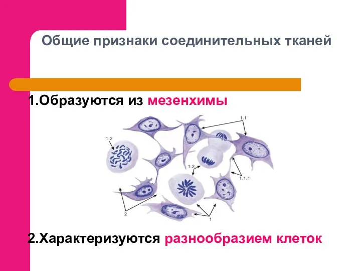 Общие признаки соединительных тканей 1.Образуются из мезенхимы 2.Характеризуются разнообразием клеток