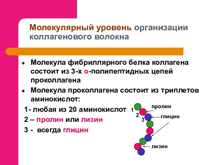 Молекулярный уровень организации коллагенового волокна Молекула фибриллярного белка коллагена состоит из