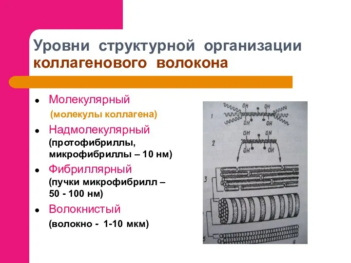 Уровни структурной организации коллагенового волокона Молекулярный (молекулы коллагена) Надмолекулярный (протофибриллы, микрофибриллы