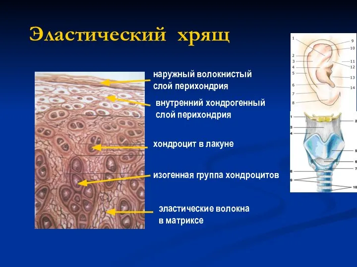 Эластический хрящ наружный волокнистый слой перихондрия внутренний хондрогенный слой перихондрия хондроцит