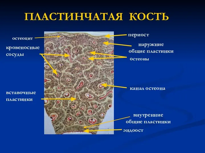 ПЛАСТИНЧАТАЯ КОСТЬ периост наружние общие пластинки остеоны канал остеона вставочные пластинки