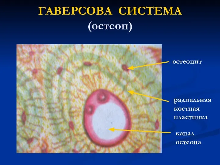 ГАВЕРСОВА СИСТЕМА (остеон) канал остеона остеоцит радиальная костная пластинка