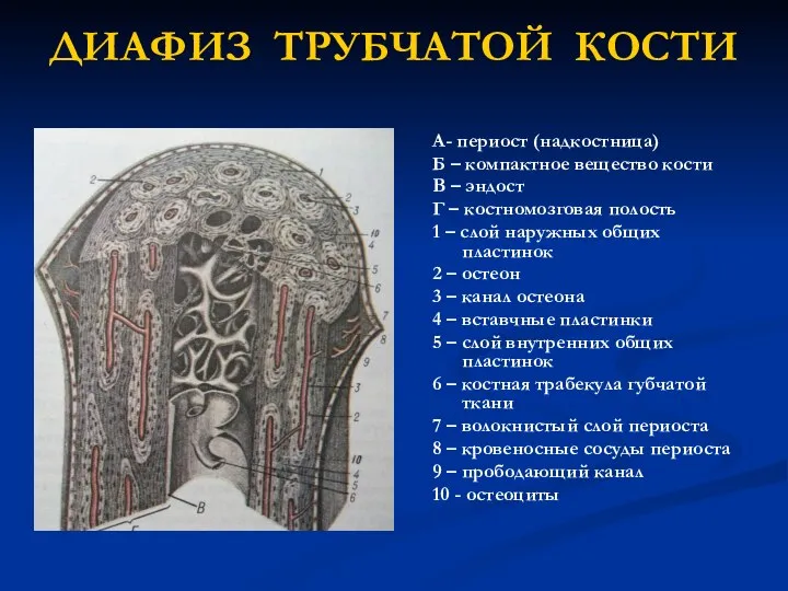 ДИАФИЗ ТРУБЧАТОЙ КОСТИ А- периост (надкостница) Б – компактное вещество кости