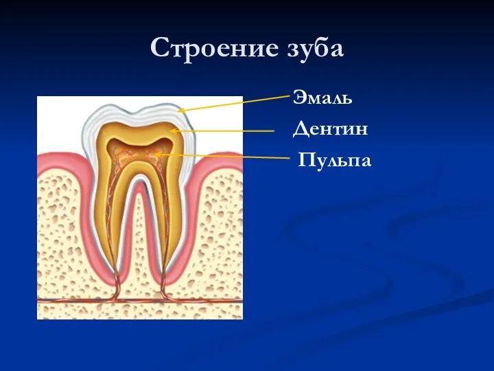 Строение зуба Дентин Пульпа Эмаль