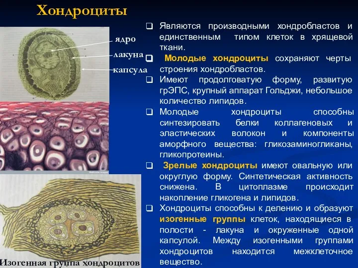 Хондроциты ядро лакуна капсула Изогенная группа хондроцитов Являются производными хондробластов и