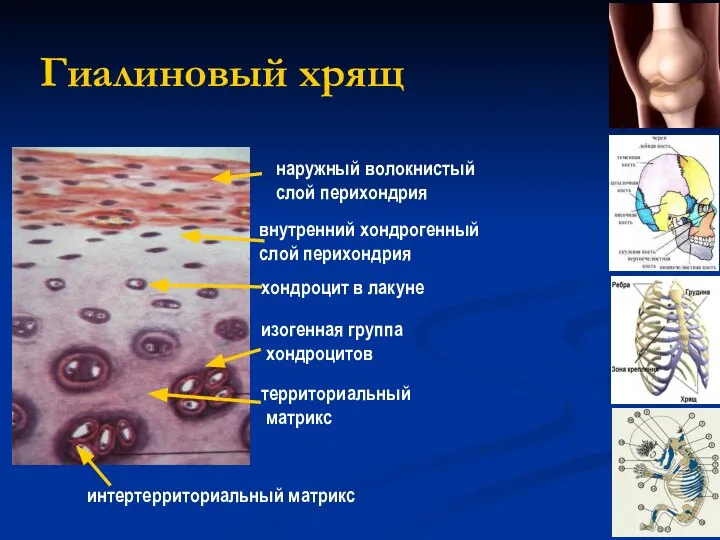 Гиалиновый хрящ наружный волокнистый слой перихондрия внутренний хондрогенный слой перихондрия хондроцит